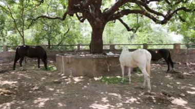 At besleme. Marwari ve Nukra çiftlikteki bir ağacın altında yeşil saman yiyen atlar yetiştiriyor..