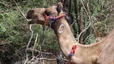 Hindistan, Rajasthan 'daki güzel deve.