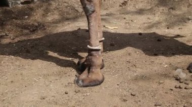 Ayakları ya da devenin bacakları