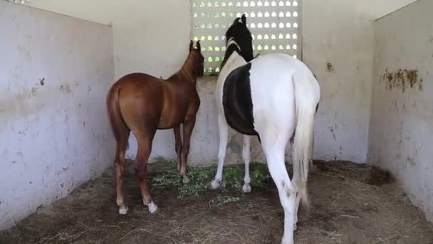 Palomino Castanha Peibaldo Cavalos Comendo Feno — Vídeo de Stock