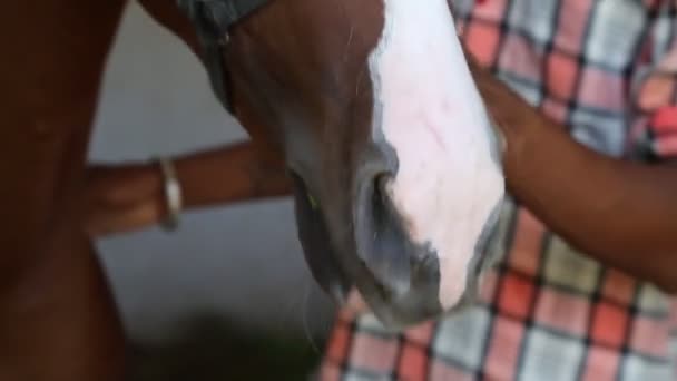 Końskie Usta Bliska — Wideo stockowe