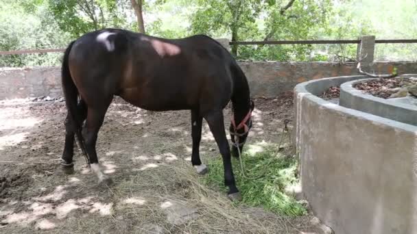 Krmení Koní Marwari Plemeno Koně Jíst Zelené Seno Pod Stromem — Stock video