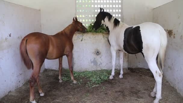 Caballos Palominos Castaños Peibaldos Comiendo Heno — Vídeos de Stock