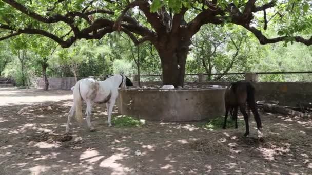 Besleme Marwari Nukra Çiftlikteki Bir Ağacın Altında Yeşil Saman Yiyen — Stok video