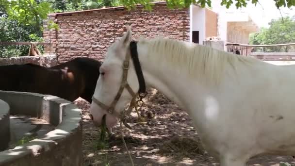 Krmení Koní Marwari Nukra Plemeno Koně Jíst Zelené Seno Pod — Stock video