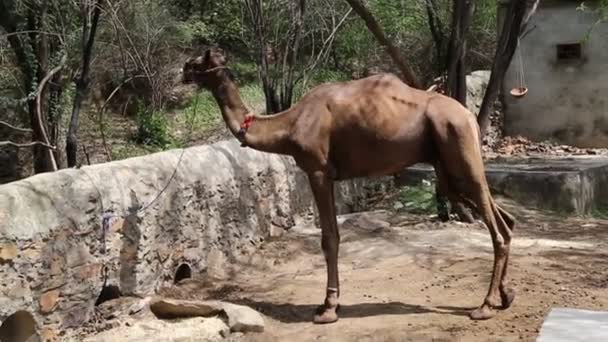 Schöne Kamele Rajasthan Indien — Stockvideo