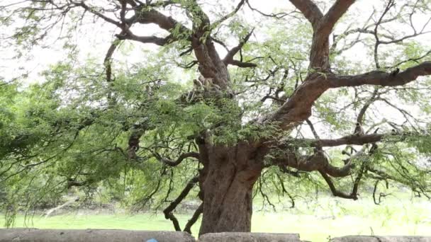 Черные Обезьяны Играют Прыгают Спят Вокруг Дерева — стоковое видео