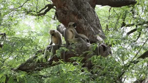 Singes Noirs Jouant Sautant Dormant Autour Arbre — Video