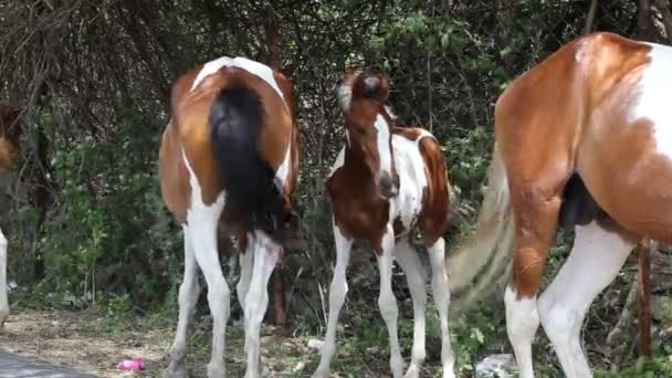 印度拉贾斯坦邦的马驹哺乳或喂养母马 — 图库视频影像