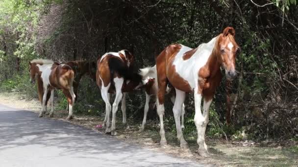 印度拉贾斯坦邦的马驹哺乳或喂养母马 — 图库视频影像