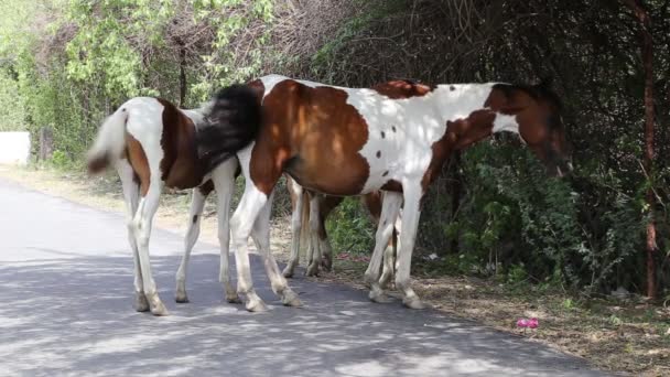 Moeder Mare Paard Met Veulen — Stockvideo