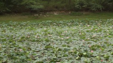Nilüfer çiçekleri ve yapraklar gölette
