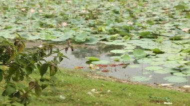 Nilüfer çiçekleri ve yapraklar gölette