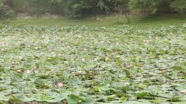 Nilüfer çiçekleri ve yapraklar gölette, duman da akıyor..