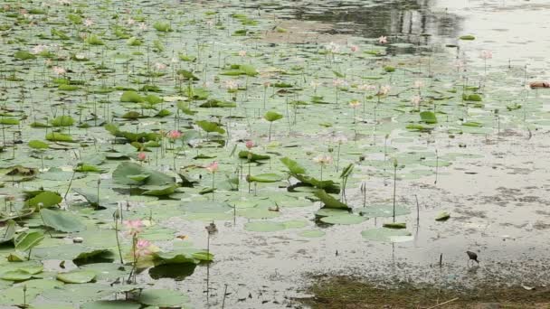 Een Vogel Etende Insecten Aan Oever Van Lotus Waterplas — Stockvideo