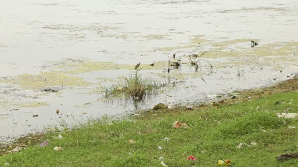 川や湖の近くの枝に二匹の灰色のサギが座って飛んでいます — ストック動画