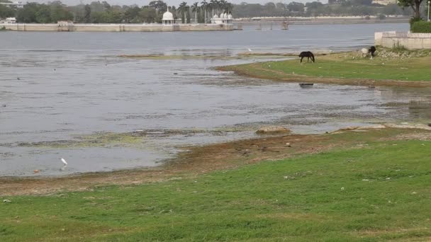 Kůň Nějaká Zvířata Pasoucí Břehu Jezera Indickém Jezeře Fateh Sagar — Stock video