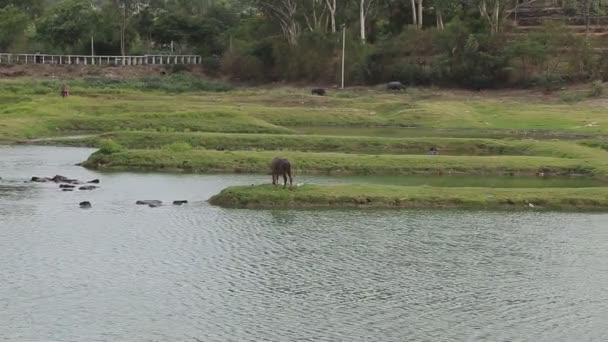 Herd Water Buffaloes Taking Bath Pond Water Grazing Buffalo — Stock Video