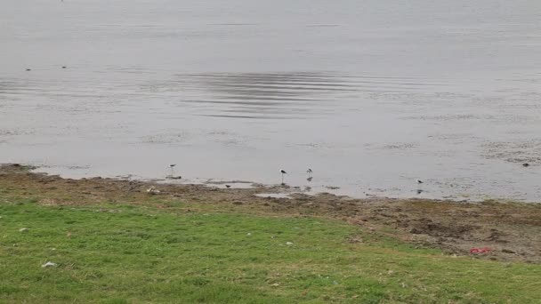 湖边或池塘附近的鸟类 — 图库视频影像