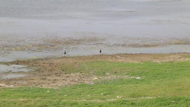 Göl Veya Göl Kenarındaki Kuşlar — Stok video