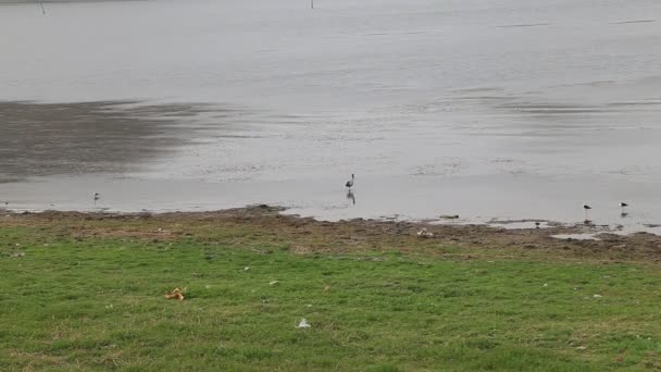 Reiher Ein Graureiher Mit Weißem Gefieder Steht Still Plätschernden Wasser — Stockvideo