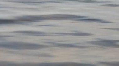 Kanatlı Peewits göl ya da nehir üzerinde uçuyor..