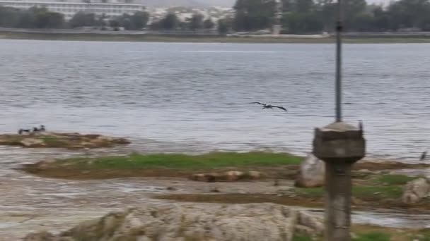 Geverfde Ooievaar Mycteria Leucocephala Rond Het Meer — Stockvideo