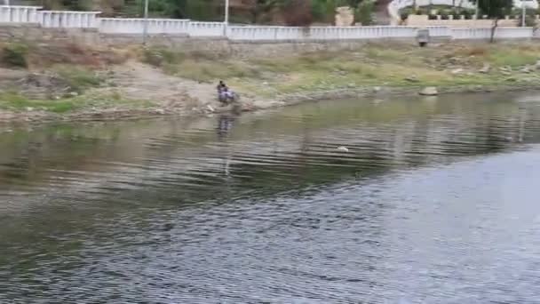 Garça Voando Perto Lago Rio — Vídeo de Stock