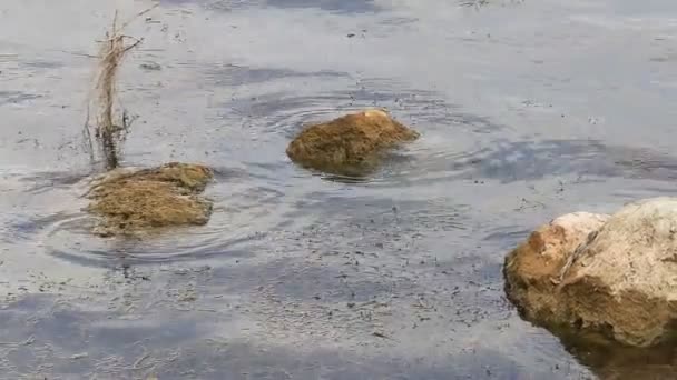 Sand Grains Rocks Waterline Beach Warm Summer Day — Stock Video