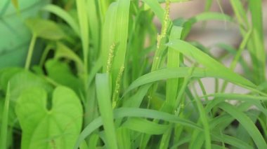 Yağmurlu yeşil yapraklar ve bitkiler.