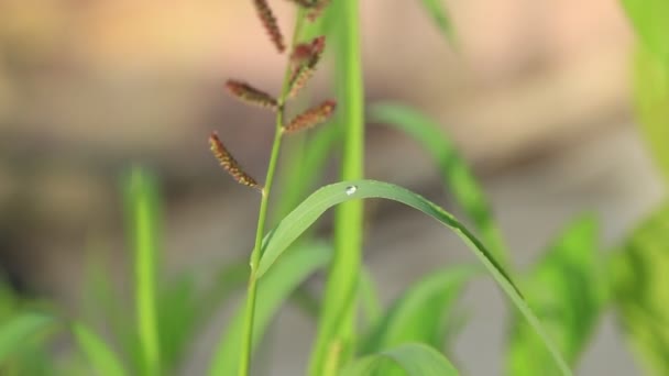 Regengroene Bladeren Planten — Stockvideo