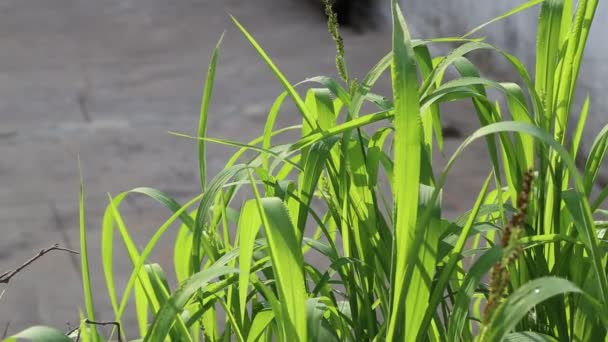 Regengrüne Blätter Und Pflanzen — Stockvideo