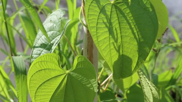 Insectos Hojas Plantas Color Verde Lluvioso — Vídeo de stock