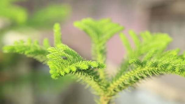 Insekter Eller Bin Regniga Gröna Blad Och Växter — Stockvideo