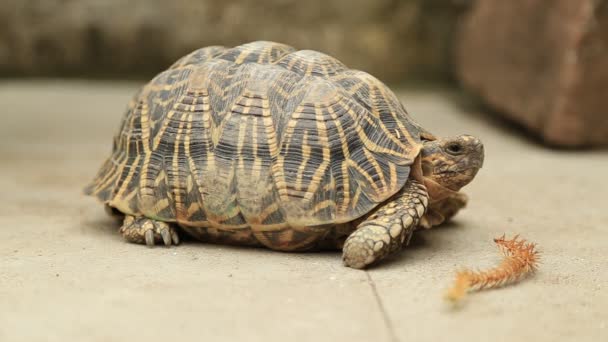 Zbliżenie Żółwia Jedzącego Warzywa Parku Dzikiej Przyrody — Wideo stockowe