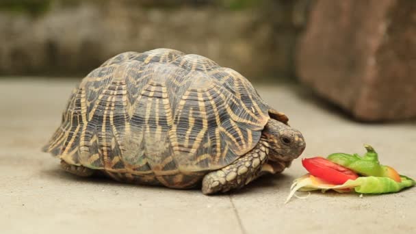 Sluitingen Van Schildpadden Die Groenten Eten Het Wildpark — Stockvideo