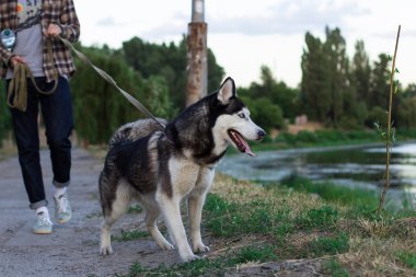 a köpek ile akşam Rıhtımlar üzerinde yürüyen adam