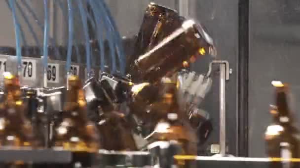 Beer bottles on conveyor belt. Cleaning stage. brewery. close-up. — Stock Video