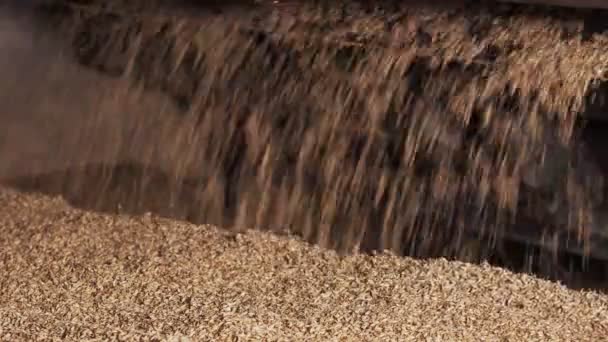 Bidone del grano. pulire il grano per produrre birra. primo piano. — Video Stock