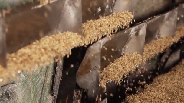 Bidone del grano. pulire il grano per produrre birra. primo piano. — Video Stock