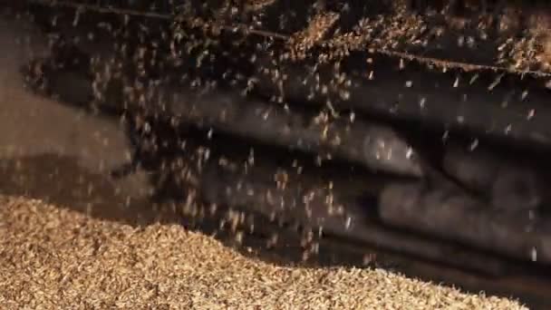 Grain bin. cleaning grain for making beer. close-up. — Stock Video