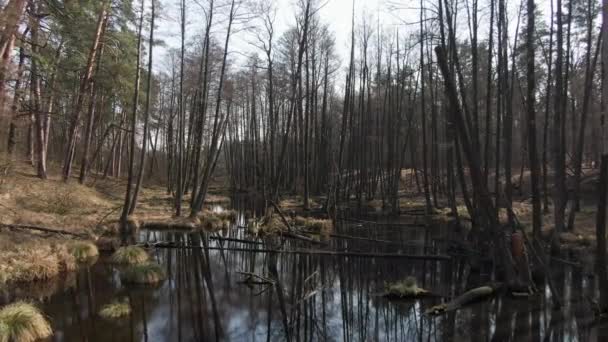 Forest swamp. aerial. Sun rays. Spring. — Stock Video