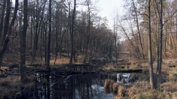 Palude della foresta. aerea. I raggi del sole. Primavera. — Video Stock