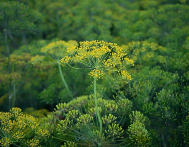 Dereotu çiftliği. Yakın çekim.