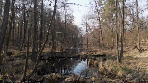 Palude Della Foresta Aerea Raggi Del Sole Primavera — Video Stock