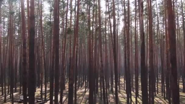 Fenyőerdő Tavasz Napsugár Antenna Közelkép — Stock videók
