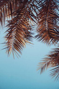 Günbatımına karşı tropik palmiye ağacı. Eskimiş eski tarz. Kartpostal