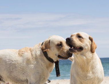 Two Labrador on the beach