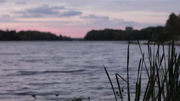 摇曳的芦苇附近和基辅的晚上 — 图库视频影像