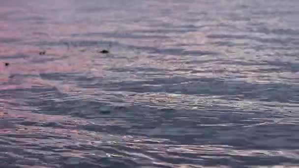 Nehir dalgaları günbatımı yakın çekim — Stok video